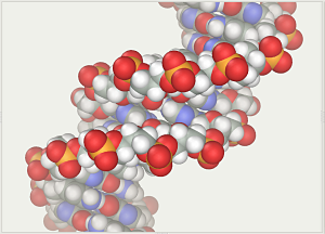 DNA