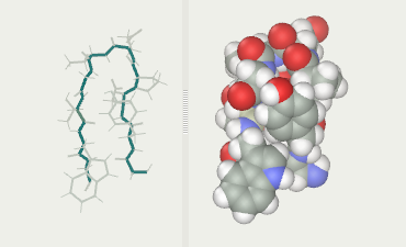Chignolin protein folding after 15 ns