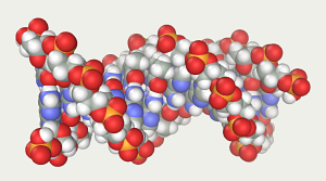 DNA CGCGAATTCGCG sequence